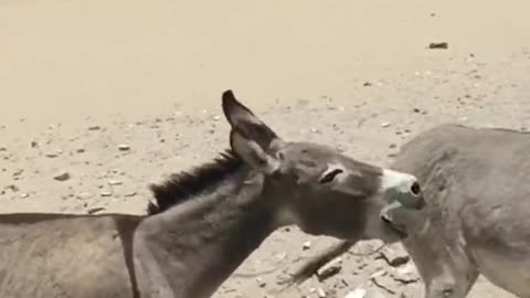 donkey meeting #tranding