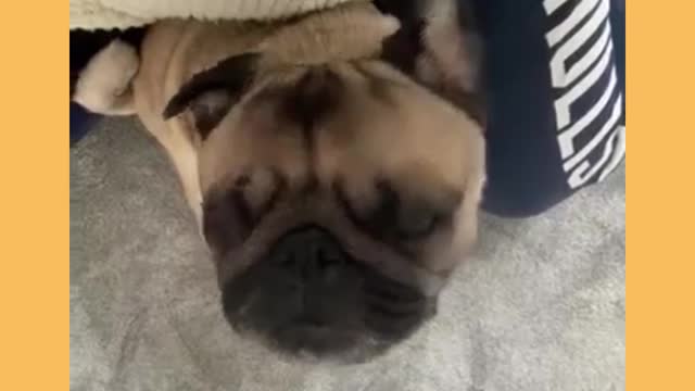 Cute Sleepy Little Pugs