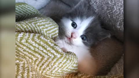 Esta pequeña gatita pasó de vagar en las calles a tener algo maravilloso