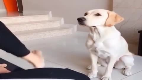 Funny dog video