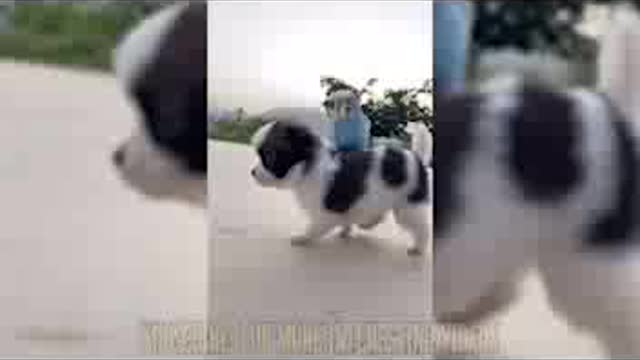 puppy & parrot friendship