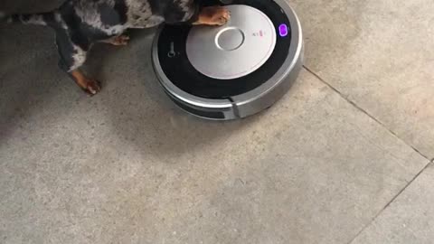 Puppy Dachshund Goes for a Ride on the Vacuum