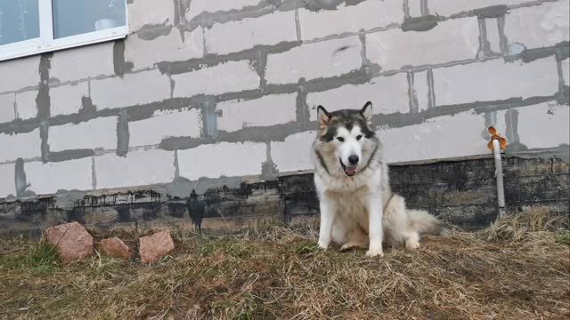 Husky dog video good