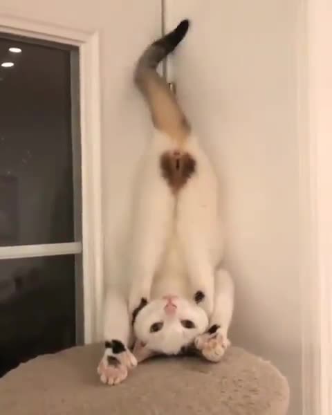 What is there to say?! 😸