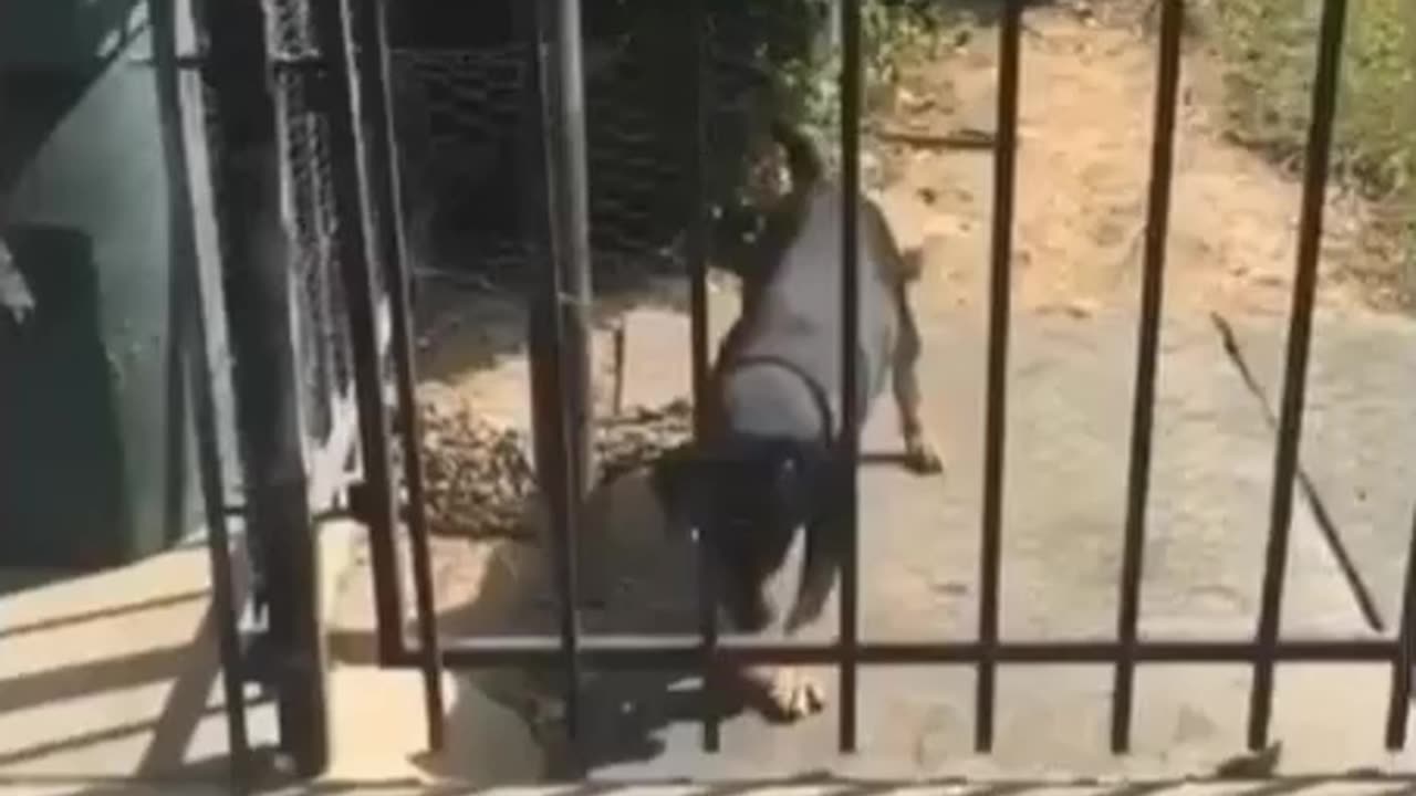 He just want a friend 😁