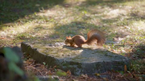 Squirrel sitting on a rock and eating