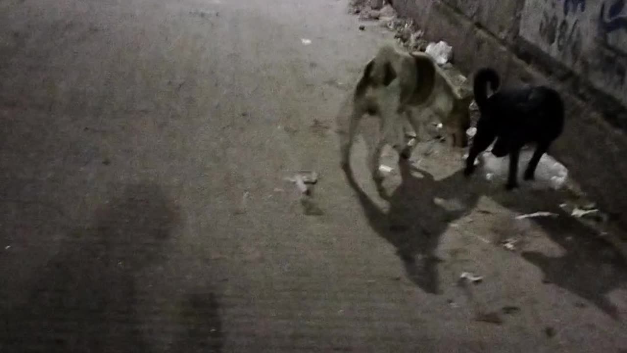 Dogs at night street