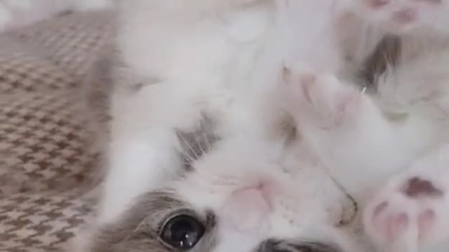 cat prince