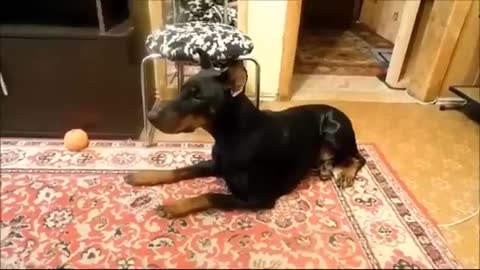 Watch This Before Getting A Doberman Pinscher