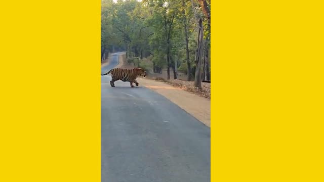 300 KG Tiger Crossing Road In Bandhavgarh