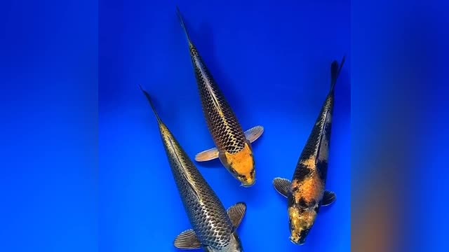 koi fish 🎏