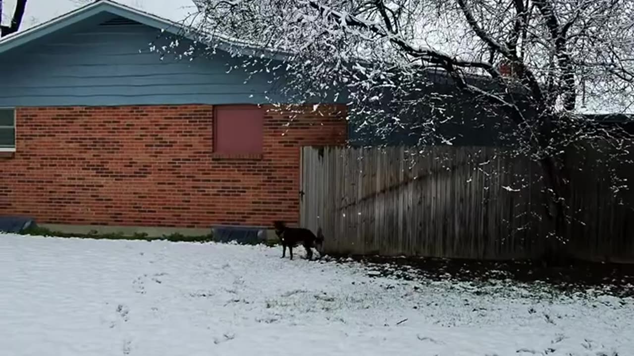 After walk bunny hunt