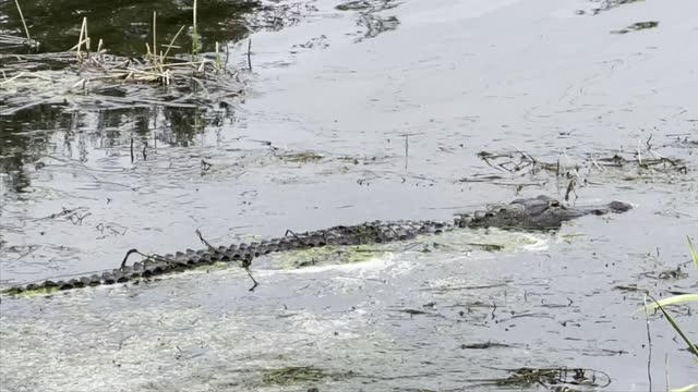 Alligator Thinks He’s Hidden Lol #fyp #dolbyvision #4K