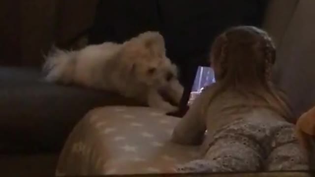 Dog rolls around in front of kid