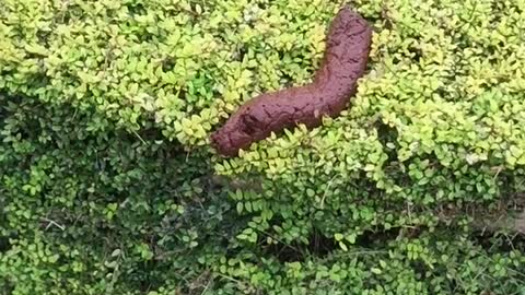 Poop on a Bush