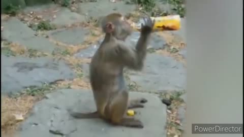 animal comedy😁😁//funny//😄😄