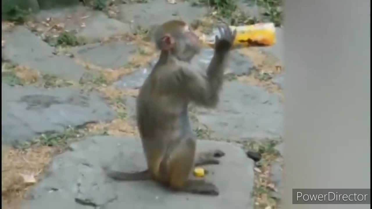 animal comedyππ//funny//ππ