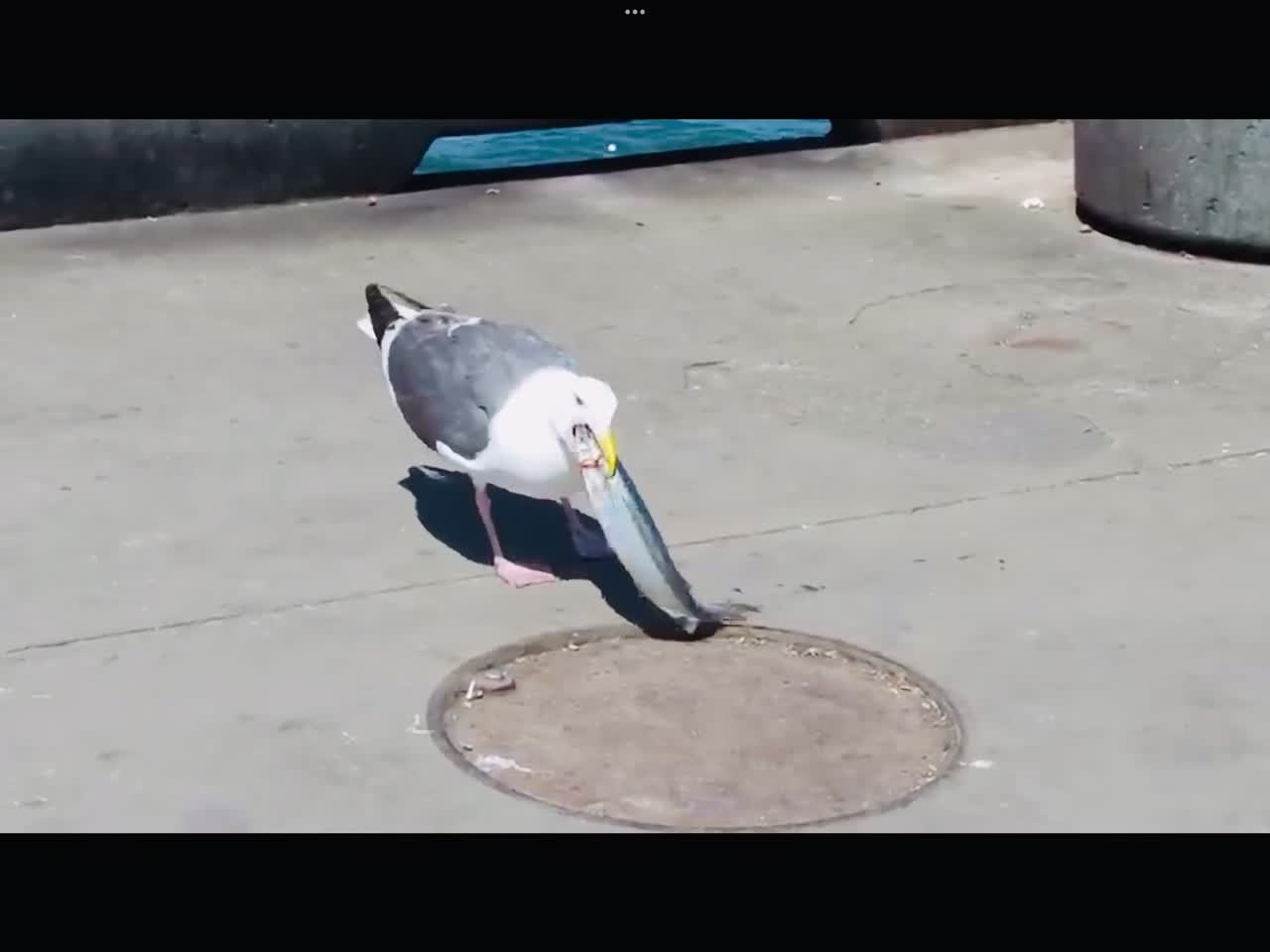 Seagull Swallows entire fish