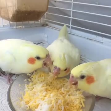 A group of cockatiels eating eggs