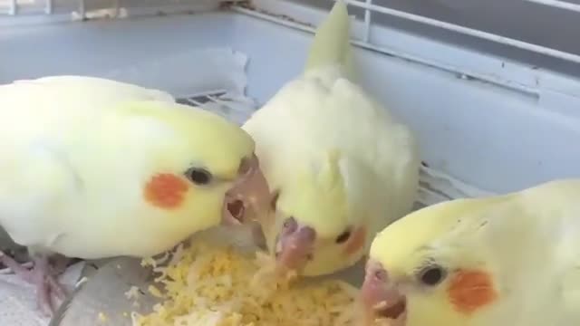 A group of cockatiels eating eggs