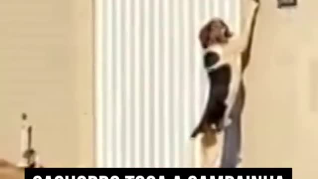 Owners only found out after watching videos recorded by neighbors