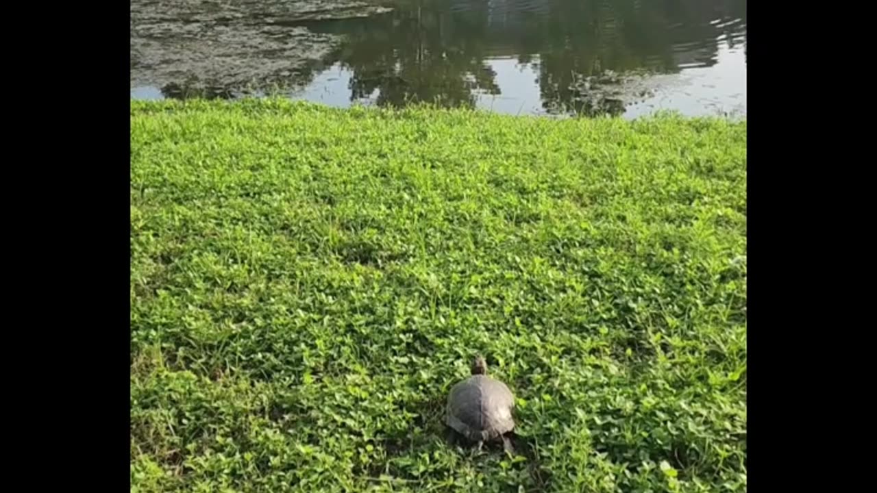 Texas Turtle Rescue I