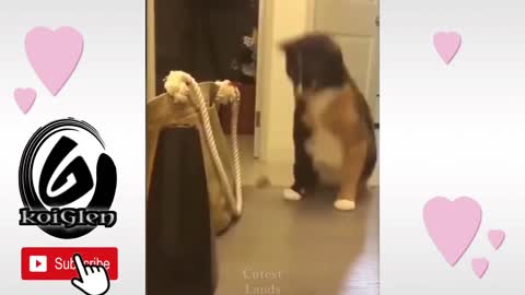 FUNNIEST CATS AND DOGS AT HOME!!! ❤️❤️❤️