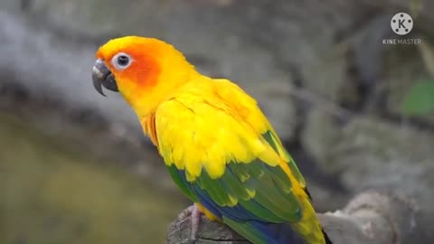 Parrot video