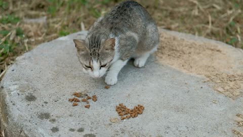 Gray cat with a white muzzle quickly eats dry food on the street