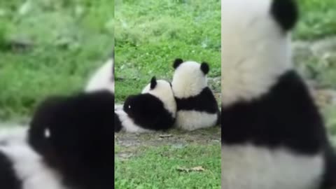 Two cute little pandas