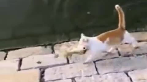 This cat has a strange chance in fishing