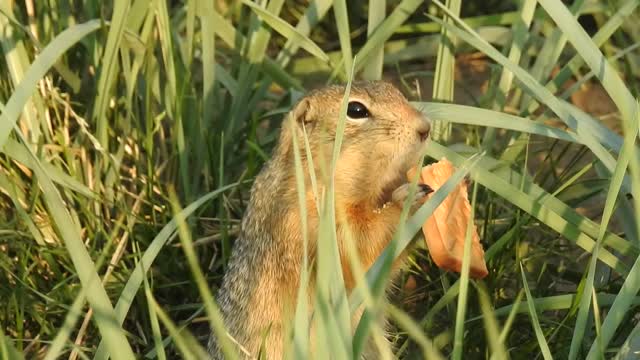 gopher is happy to eat bread for toast