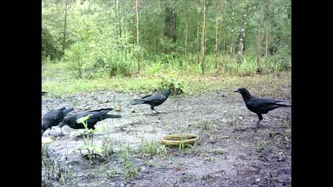 Southeast Texas Backyard Wildlife Garden 73