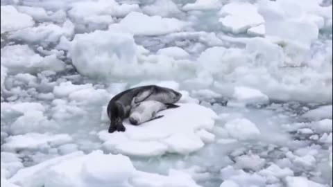 Small seals