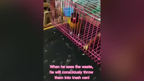 Smart And Funny Parrots 🦜 - Parrot Talking Videos Compilation