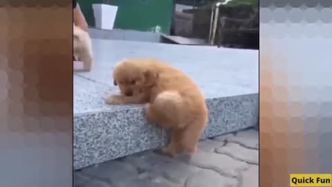 Golden Retrievers Funny Video