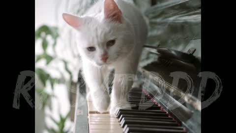 cat walking on piano