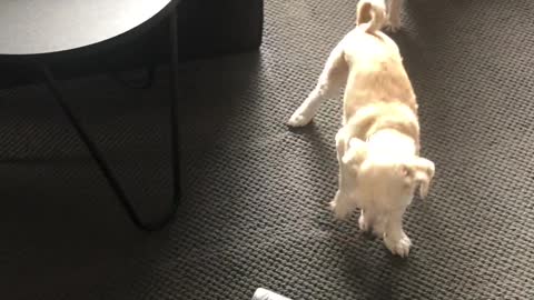 Dogs Attacking Vacuum Cleaner