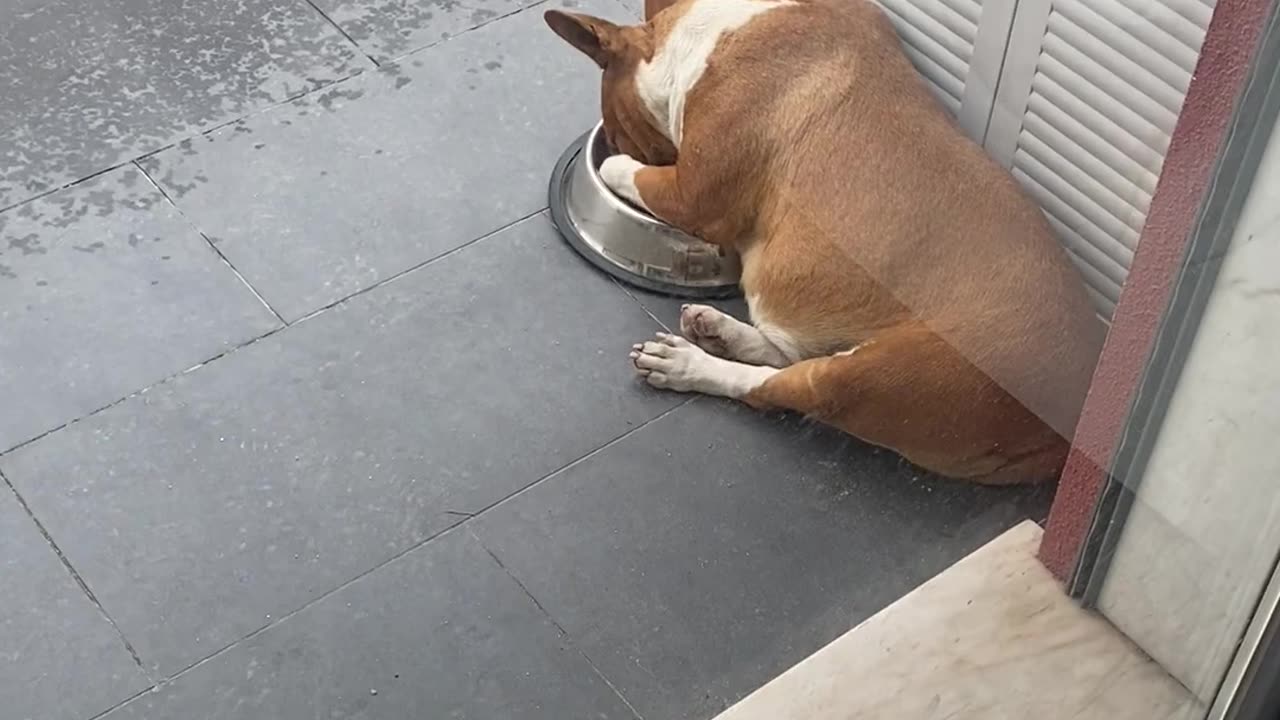 Bull Terrier Takes a Nap in Food Bowl