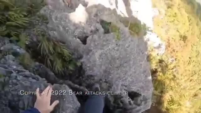 Bear attacks climber