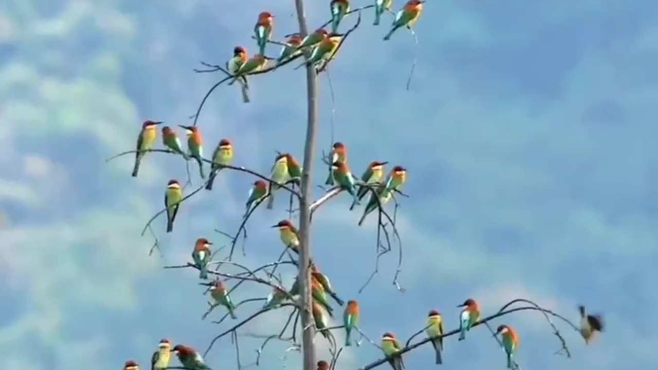 Beautiful Chestnut headed bee eater😯💝😍