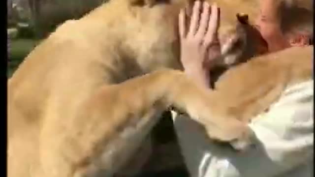 amazing love when Animals Reunited with their owner after long time. Daffy Duck Shorts