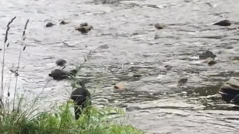 Black dog playing in the water