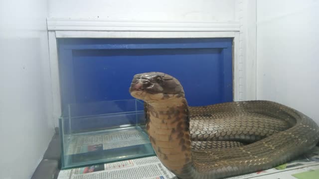 KING COBRA KALIMANTAN IS SO CUTE