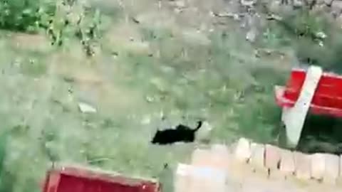 "Rolling in Laughter: Side-Splitting Funny Dog Moments Compilation"