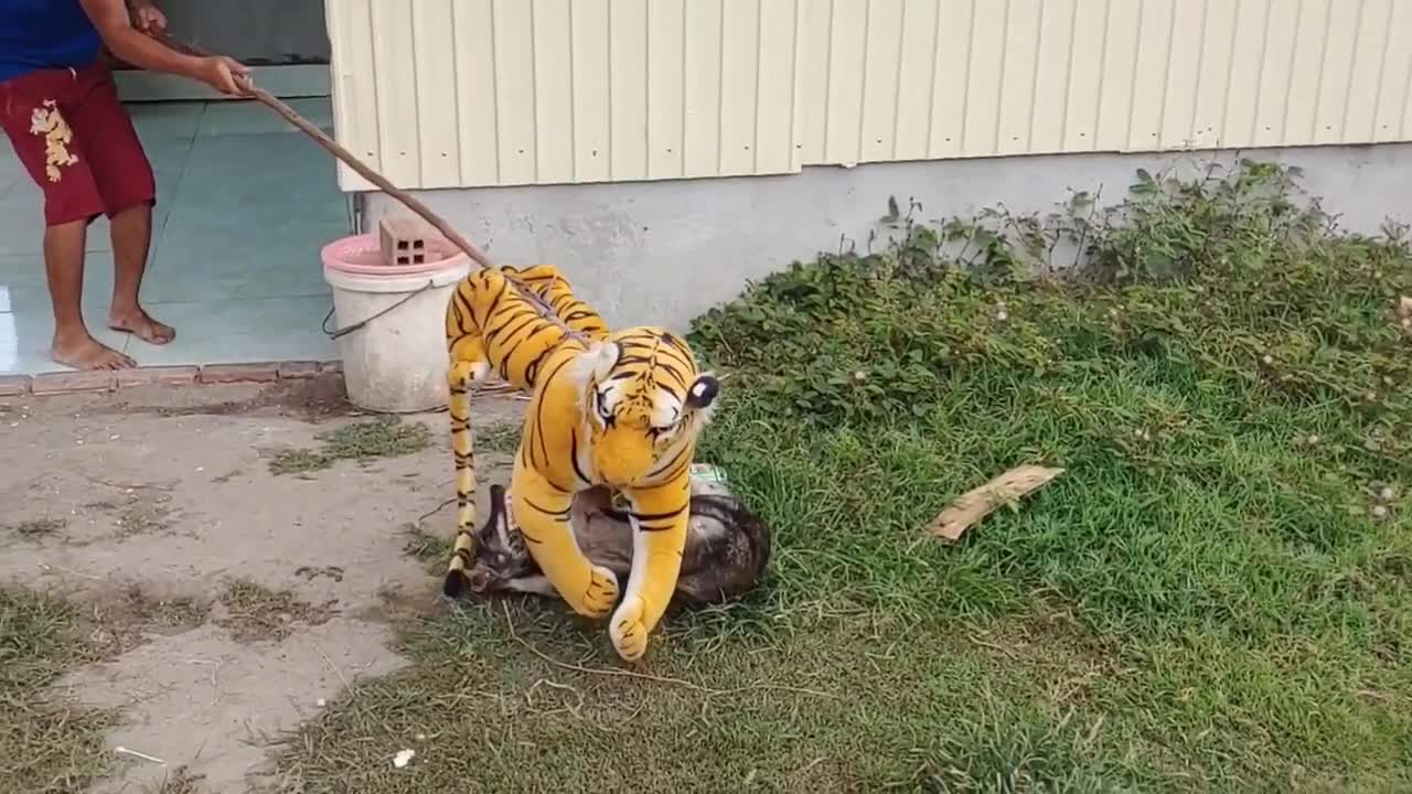 Wow Nice Fake Tiger Prank Dog!!! Dog Run Very Funny Prank Video