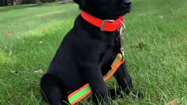 Kalu First Video #shorts #puppy