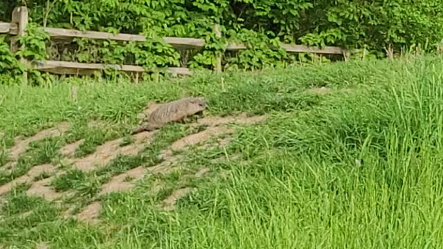 Watch a Cute Groundhog Eat While on a Sledding Hill