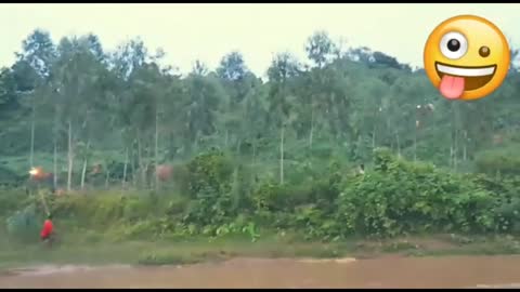 While chasing the elephant, the elephant is chasing the people. It is a real smile