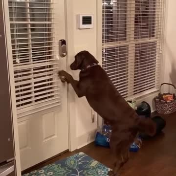 Smart dog opens the door